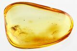 Detailed Fossil True Bug (Heteroptera) w/ Spread Wings In Baltic Amber #307368-1